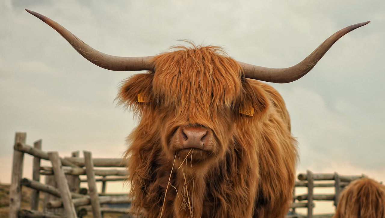 The Scottish Diaspora: Staying Connected to Your Roots Across Generations